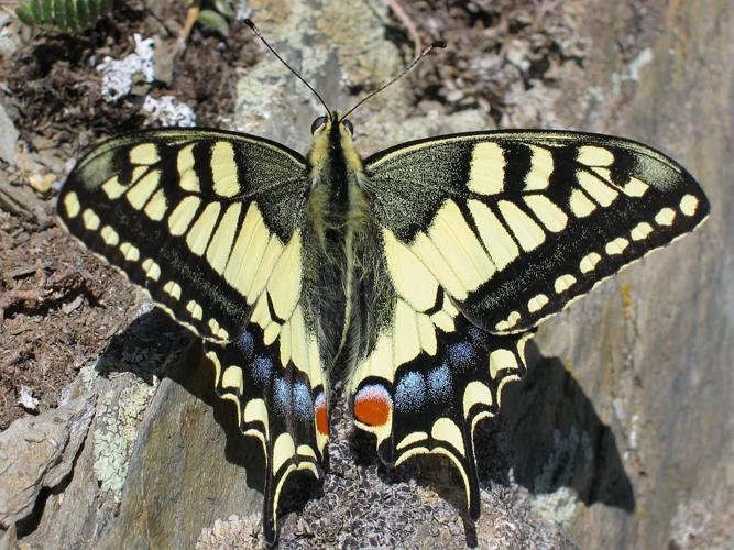 Machaon © Christophe Albert - Parc national des Ecrins