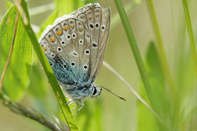 Mâle d'azuré commun © Ludovic Imberdis - Parc national des Ecrins