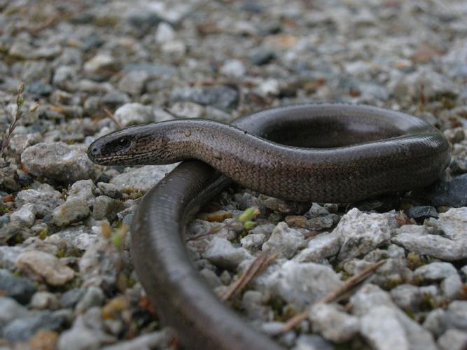 Orvet fragile © Damien Combrisson - Parc national des Ecrins