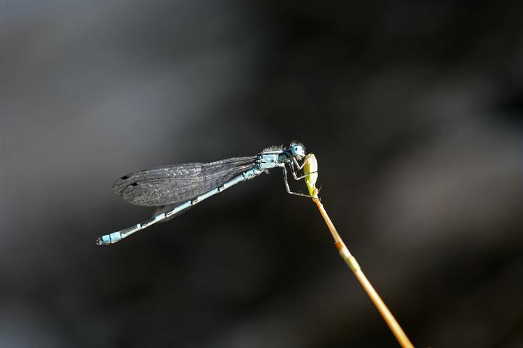 Agrion porte-coupe - Mâle © Bernard Nicollet - Parc national des Ecrins