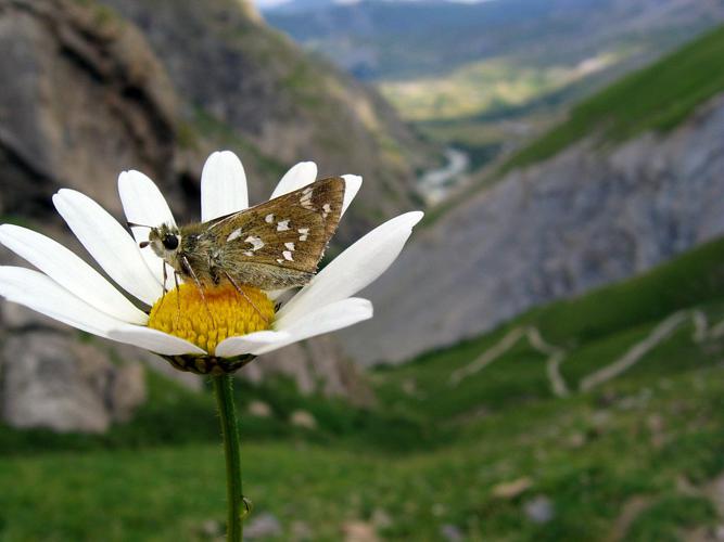 Virgule © Christophe Albert - Parc national des Ecrins