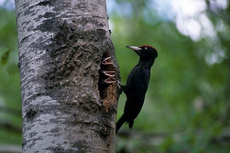 Pic noir et ses petits au nid © Robert Chevalier - Parc national des Ecrins