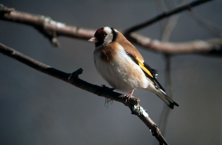 Chardonneret élégant © Denis Fiat - Parc national des Ecrins