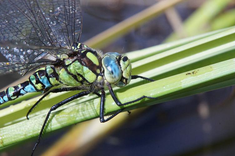 Aeschne bleue - Mâle © Ludovic Imberdis - Parc national des Ecrins