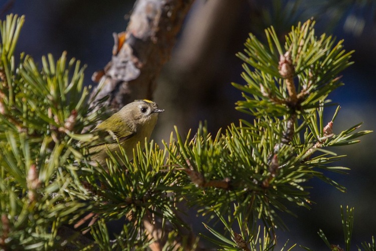 Roitelet huppé © Christophe Albert - Parc national des Ecrins