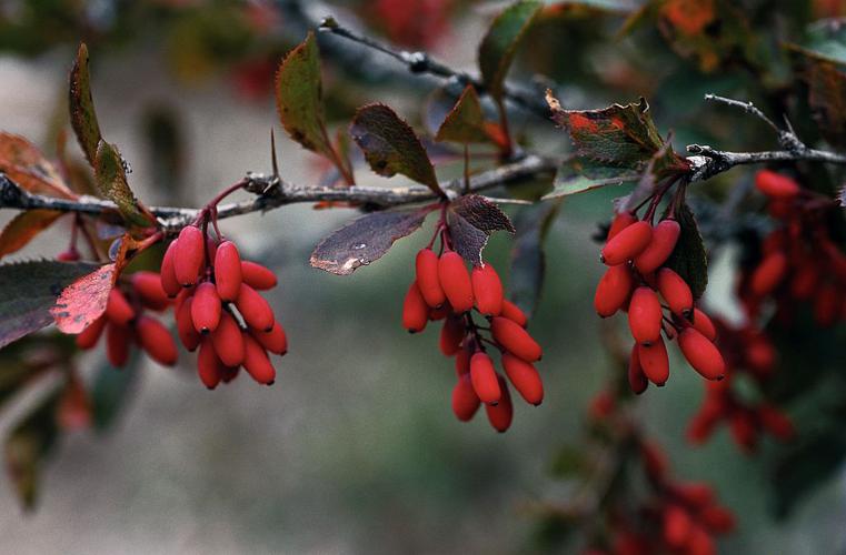 Epine vinette - fruits mûrs © Bernard Nicollet - Parc national des Ecrins