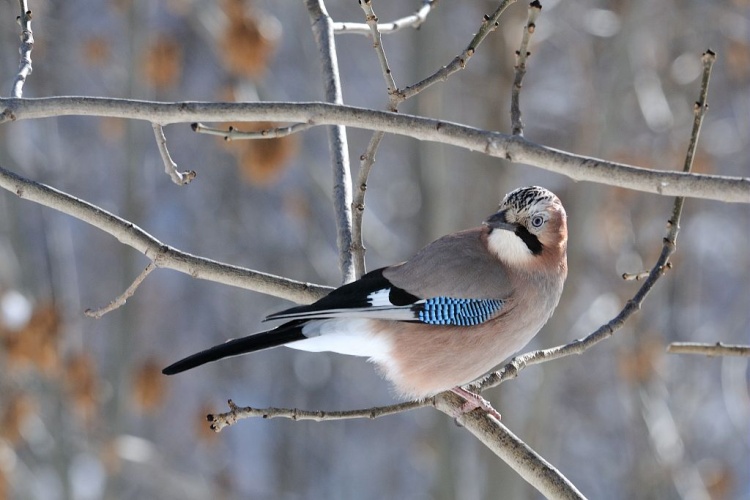 Geai des chênes © Mireille Coulon - Parc national des Ecrins