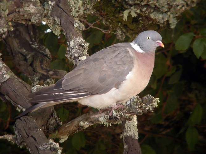 Pigeon ramier © Damien Combrisson - Parc national des Ecrins