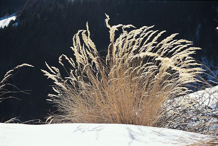 Calamagrostide argentée, Stipe Calamagrostide © Denis Fiat - Parc national des Ecrins