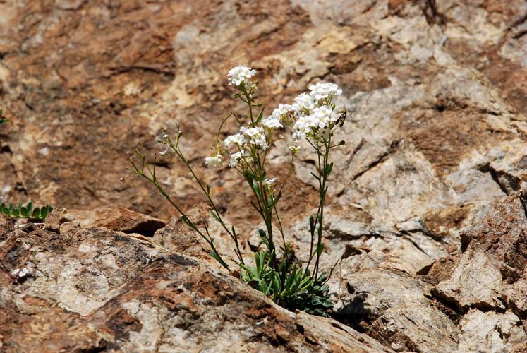 Kernéra des rochers © Bernard Nicollet - Parc national des Ecrins