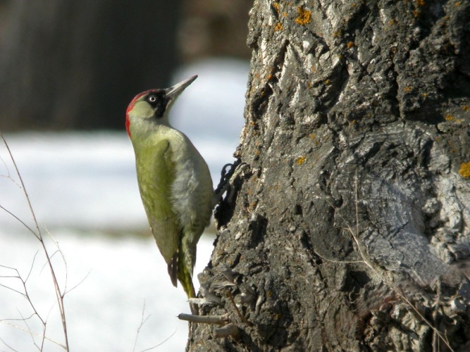 Pic vert © Damien Combrisson - Parc national des Ecrins