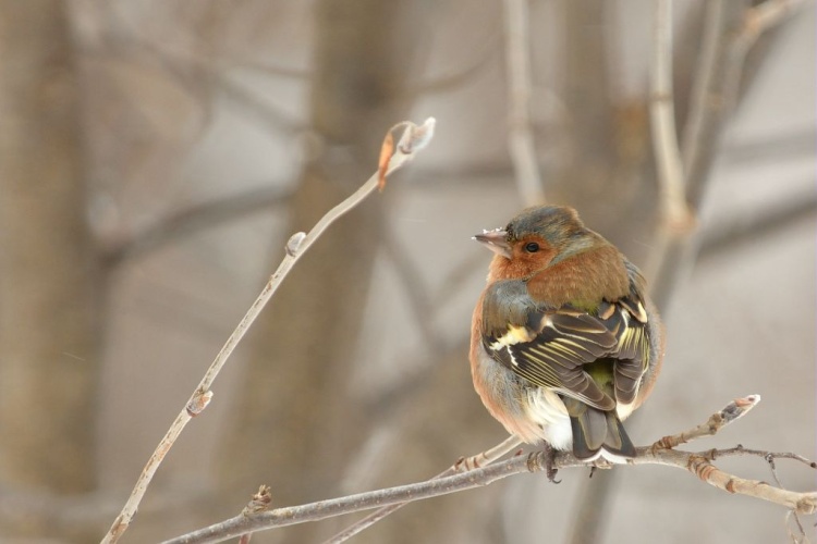 Pinson des arbres © Mireille Coulon - Parc national des Ecrins