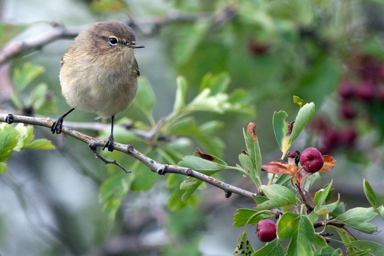 Pouillot Véloce © Pascal Saulay - Parc national des Ecrins