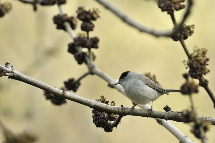 Fauvette à tête noire mâle © Mireille Coulon - Parc national des Ecrins