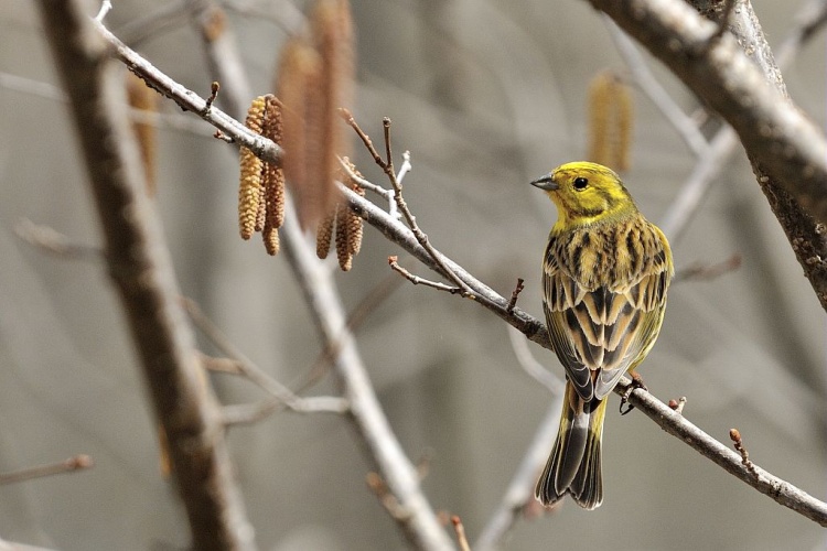 Bruant jaune © Mireille Coulon - Parc national des Ecrins