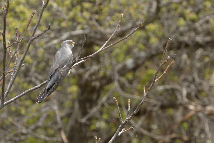 Coucou gris © Mireille Coulon - Parc national des Ecrins