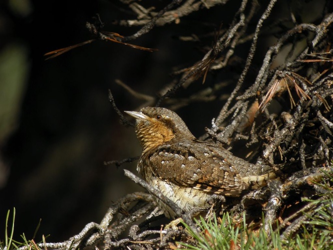 Torcol fourmilier © Damien Combrisson - Parc national des Ecrins