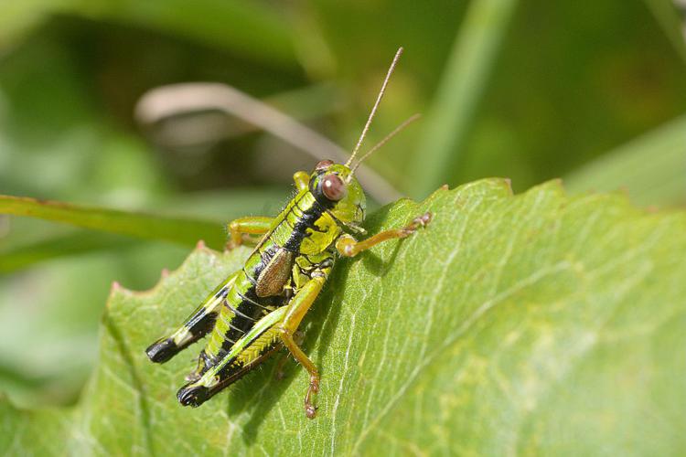 Miramelle fontinale - Mâle © Mireille Coulon - Parc national des Ecrins