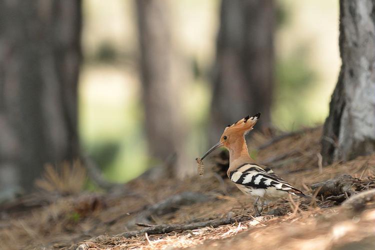 Huppe fasciée © Mireille Coulon - Parc national des Ecrins