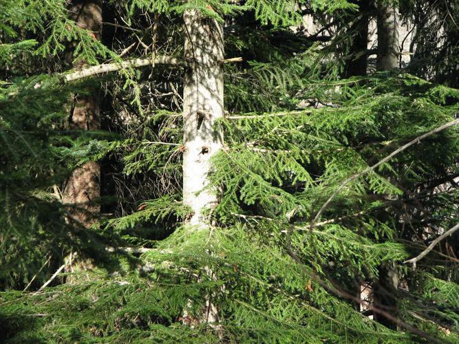Sapin pectiné, Sapin à feuilles d'If © Christophe Albert - Parc national des Ecrins