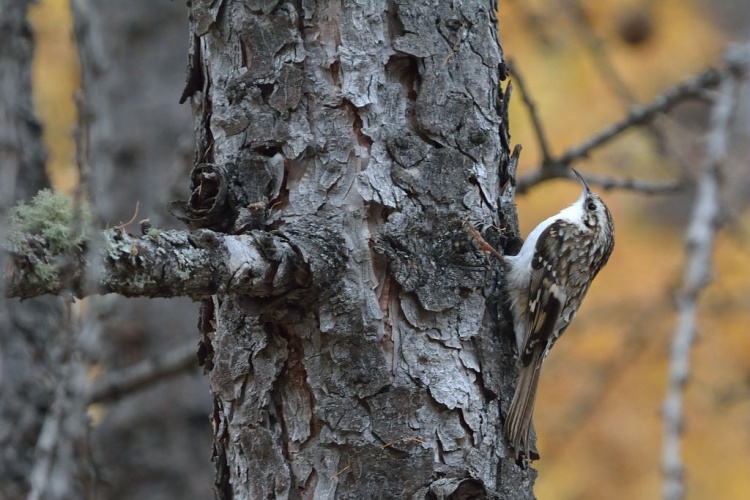 Grimpereau des bois © Mireille Coulon - Parc national des Ecrins