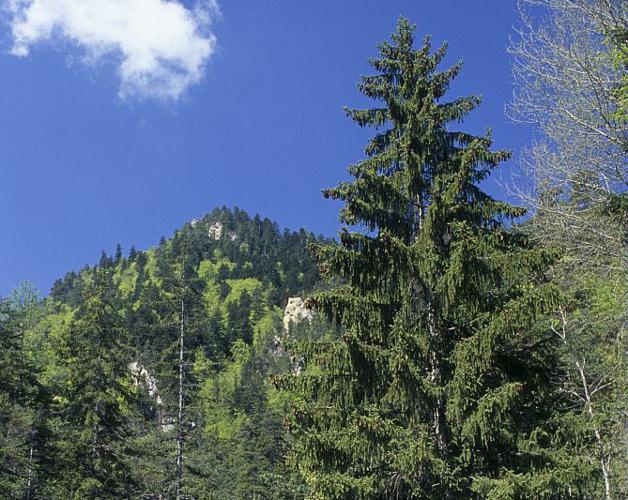 Épicéa commun, Sérente © Bernard Nicollet - Parc national des Ecrins