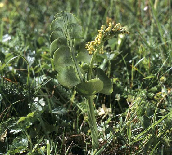 Botryche lunaire © Marie-Geneviève Nicolas - Parc national des Ecrins