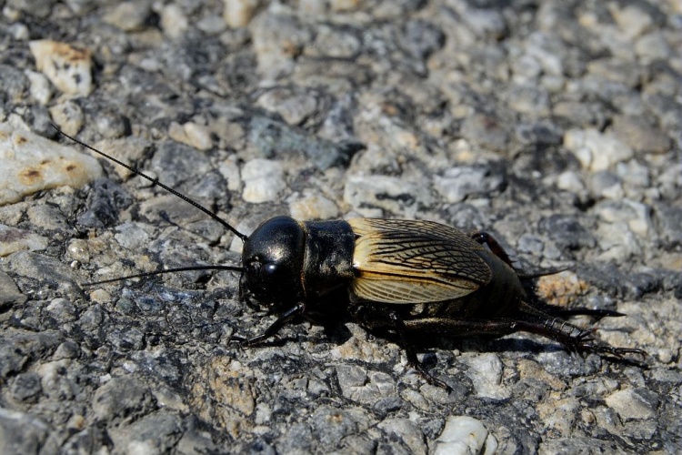 Grillon champêtre © Mireille Coulon - Parc national des Ecrins