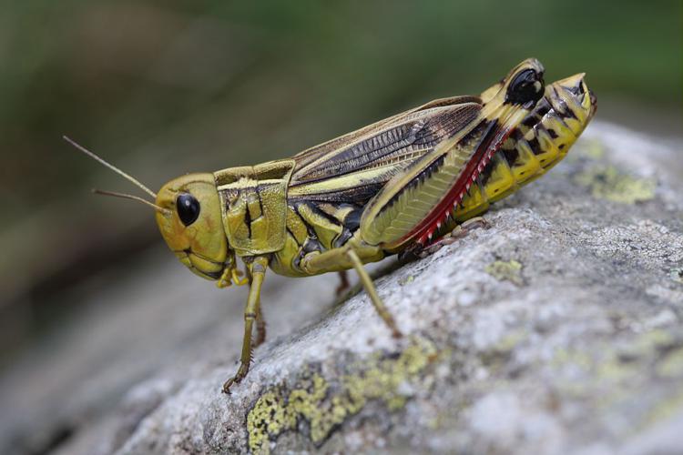 Criquet bariolé - Femelle © Marc Corail - Parc national des Ecrins