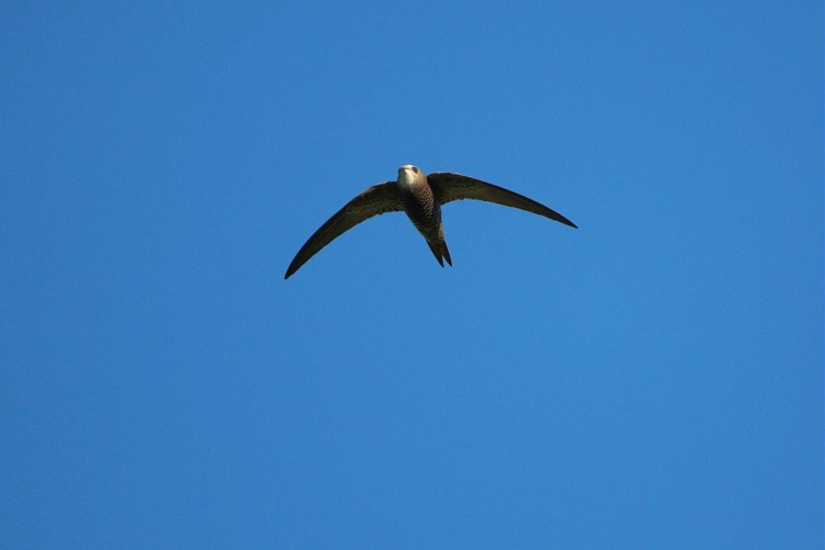 Martinet noir © Pascal Saulay - Parc national des Ecrins