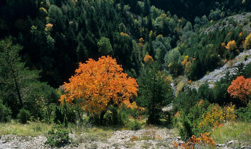 Érable à feuilles d'obier, Érable opale, Érable d'Italie © Jean-Pierre Nicollet - Parc national des Ecrins