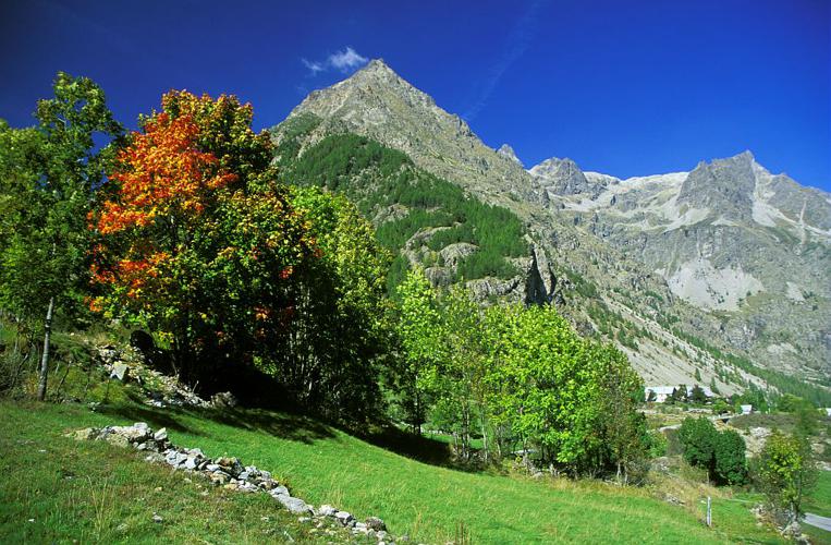 Érable champêtre, Acéraille - Champsaur © Marc Corail - Parc national des Ecrins