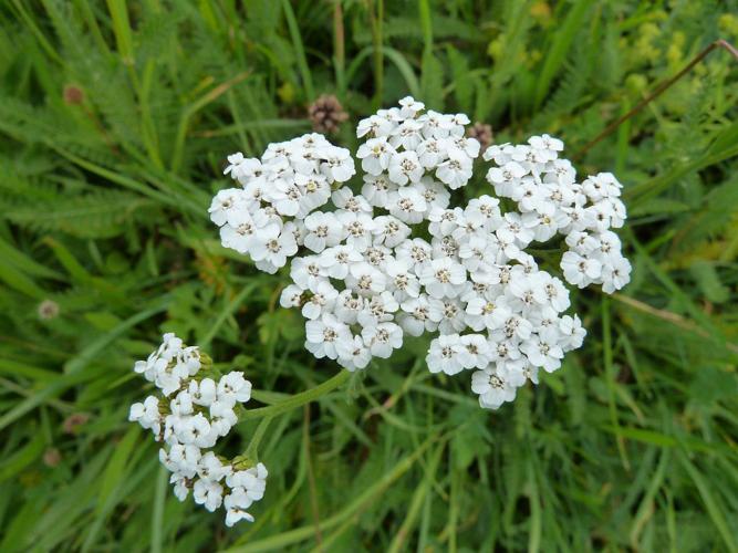 Achillée millefeuille, Herbe au charpentier, Sourcils-de-Vénus © Blandine Delenatte - Parc national des Ecrins