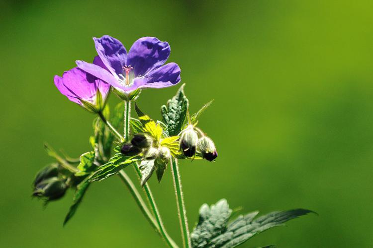 Géranium des bois, Pied-de-perdrix © Mireille Coulon - Parc national des Ecrins