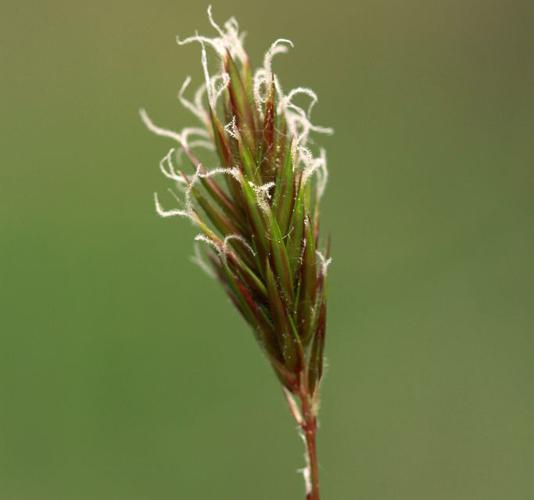 Flouve odorante © Cédric Dentant - Parc national des Ecrins