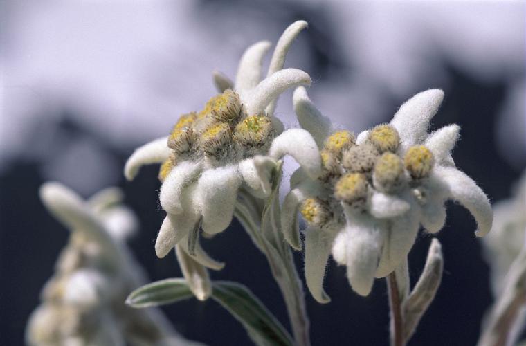 Edelweiss © Denis Fiat - Parc national des Ecrins