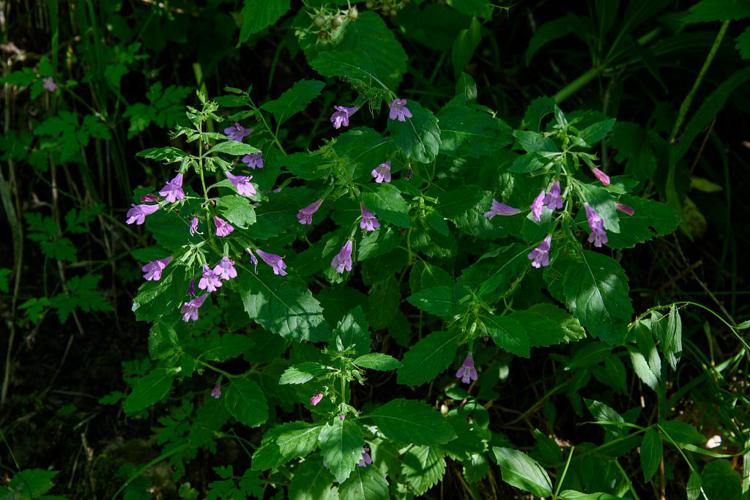 Calament à grandes fleurs © Mireille Coulon - Parc national des Ecrins