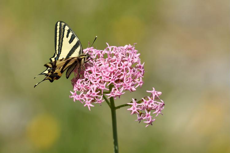 Centranthe à feuilles étroites visitée par l'alexanor © Mireille Coulon - Parc national des Ecrins