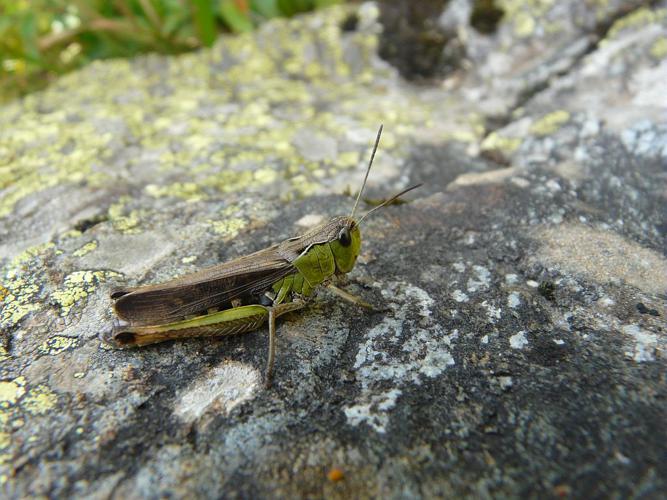 Criquet verdelet © Marion Digier - Parc national des Ecrins