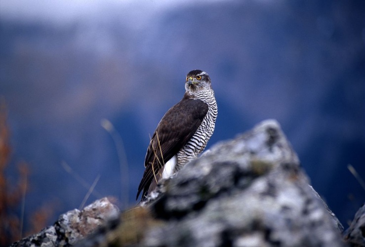 Autour des palombes © Robert Chevalier - Parc national des Ecrins