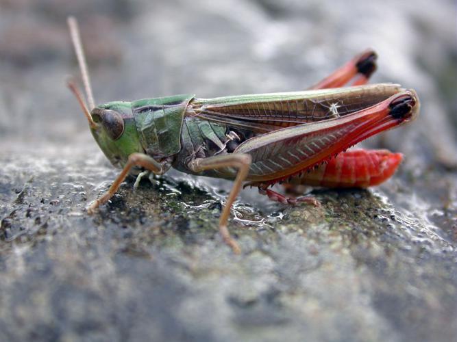 Sténobothre ligné © Blandine Delenatte - Parc national des Ecrins