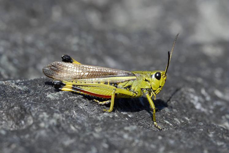 Criquet ensanglanté © Mireille Coulon - Parc national des Ecrins