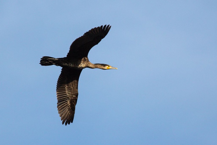 Grand Cormoran en vol © Pascal Saulay - Parc national des Ecrins