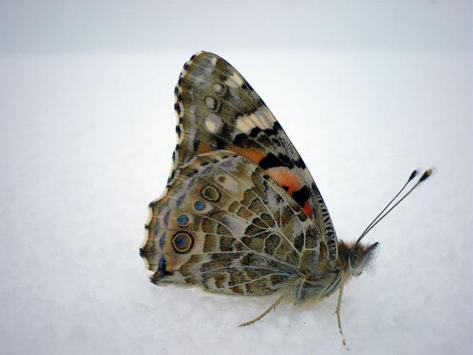 Belle-Dame sur le glacier blanc © Jean-Philippe Telmon - Parc national des Ecrins