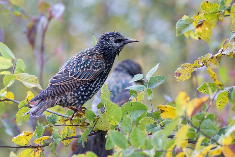 Etourneau sansonnet © Pascal Saulay - Parc national des Ecrins