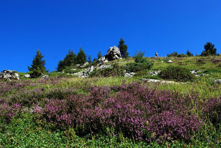 Callune, Béruée - lande © Bernard Nicollet - Parc national des Ecrins