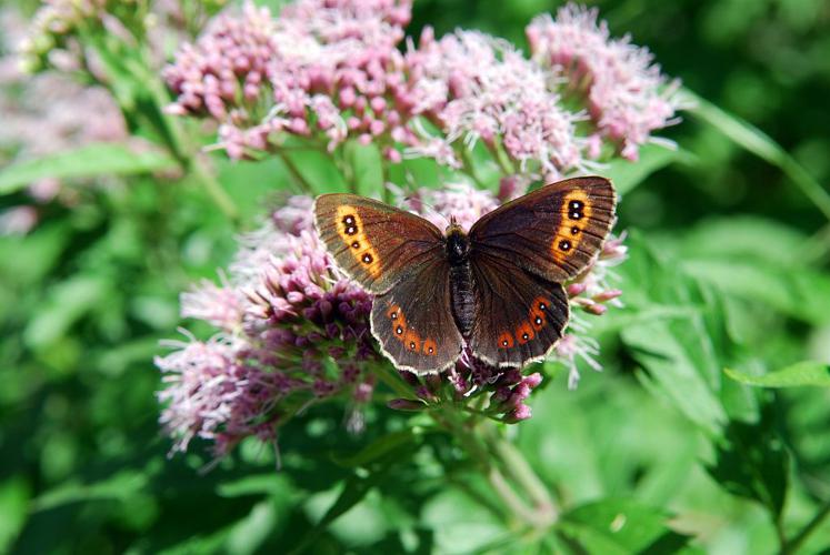 Erebia ligea © Jean-Pierre Nicolet - Parc National des Ecrins