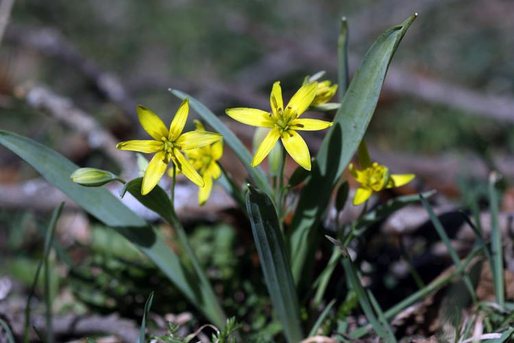 Gagée jaune, Gagée des bois, Étoile jaune, Ornithogale jaune © Cédric Dentant - Parc national des Ecrins