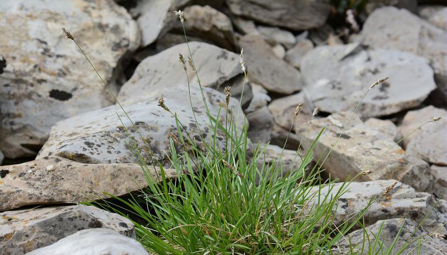 Seslérie blanchâtre, Seslérie bleue © Bernard Nicollet - Parc national des Ecrins