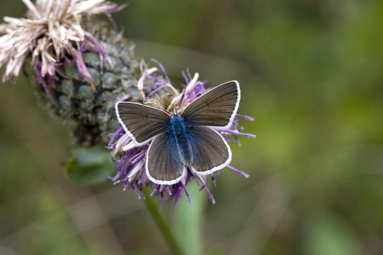 Argus frêle © Bernard Nicollet - Parc national des Ecrins